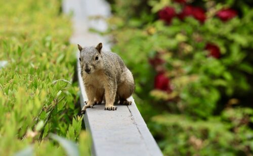 Stop squirrels digging up your garden by using 39p ingredient from your cupboard