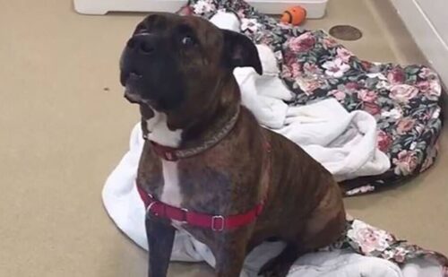 Stray dog who cried alone in kennel is completely transformed after being adopted