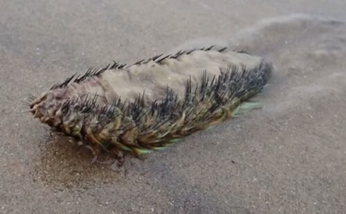 Locals baffled as rarely seen creature crawls along UK beach – ‘something out of Alien!’