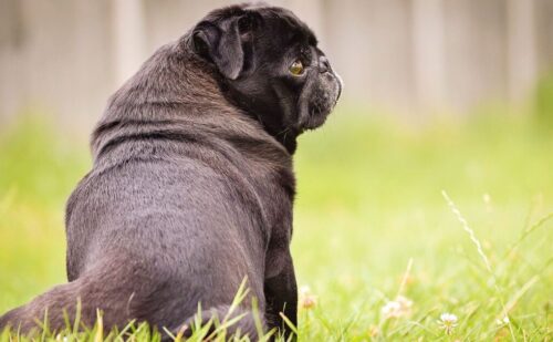 Partially deaf pug doesn’t respond to her name – but always hears something else