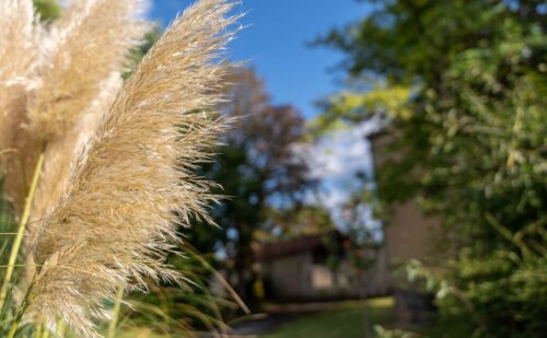 People left red-faced after realising why some people have pampas grass in garden