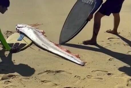 Creepy fish washes up on Canary Islands beach and sparks chilling theory