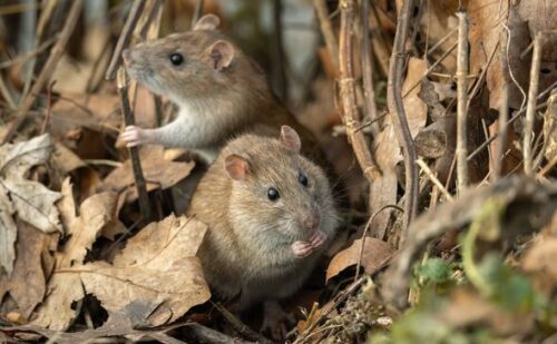 Rats are being ‘invited into your home’ due to simple mistakes you’re making